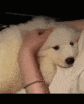 a person is petting a white dog with a bracelet on their wrist .
