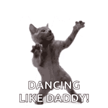 Cat Dance GIF - Cat Dance Kitten GIFs
