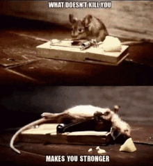 Mighty Mouse GIF - What Doesnt Kill You Makes You Stronger Lifting GIFs