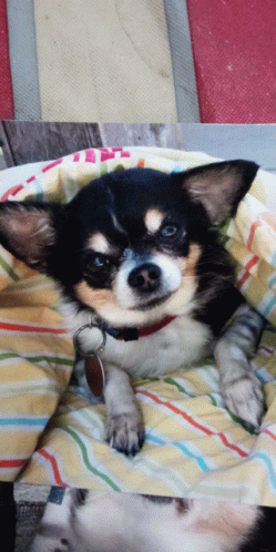 Paco GIF - Paco - Discover & Share GIFs