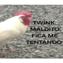 a white rooster with a red crest is standing on a pile of rocks with a caption .