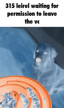 a picture of a dog with a caption that says 315 leirel waiting for permission to leave the vc