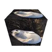 two seals are laying on their backs on a black surface