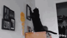 Black Cat Viralhog GIF - Black Cat Viralhog Scratching Frame GIFs