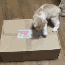 Box Kitty GIF