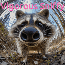 Raccoon Sniff GIF