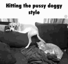 Hitting The Pussy Doggy Style Tail Hit GIF - Hitting The Pussy Doggy Style Tail Hit Dog GIFs