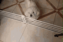 a small white dog looking over a white fence