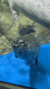 a seal is swimming in a tank of water