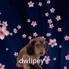 Dwlipey Cachorro GIF - Dwlipey Cachorro Dw GIFs