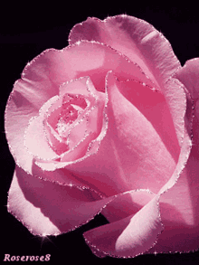 pink57 glitering57 pink rose57 ra575 pink flowers57