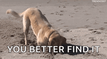 Searching Digging GIF - Searching Digging Dog GIFs