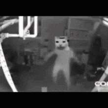 a black and white photo of a white cat standing in a room .