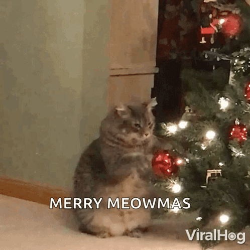 kitty-claws-christmas-tree-cat-playing-with-christmas-tree.gif