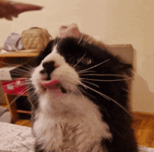 The Licking Never Stops He Will Never Rest GIF - The Licking Never Stops He Will Never Rest Fat Cat GIFs