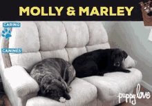 Dog Day Afternoon Bored GIF - Dog Day Afternoon Bored Sleepy GIFs