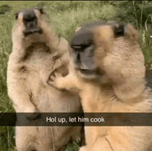 two ground squirrels are standing next to each other in the grass and one of them is asking the other to cook .