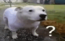 Huh Huh Dog GIF - Huh Huh Dog Huh Dog Beaver GIFs