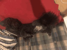 Dog Sleep GIF