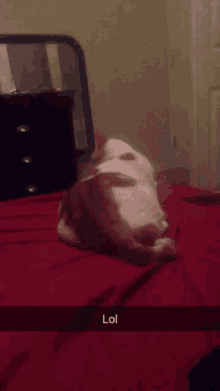 a cat is laying on a bed with a lol sticker on it