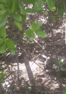 a tree with lots of green leaves is surrounded by dirt