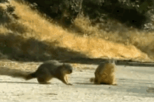 Squirrel Gimme Five GIF - Squirrel Gimme Five High Five GIFs