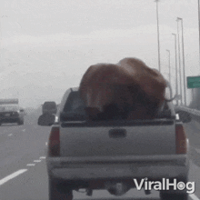 Musk Ox On The Back Of The Pickup Truck Viralhog GIF