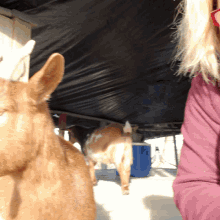 Goat Kiss GIF - Goat Kiss Farm GIFs