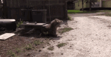 a dog is walking down a dirt road in front of a fence