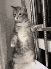 a cat is standing on its hind legs next to a window .