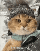 a cat wearing a knitted hat and scarf is standing in the snow .
