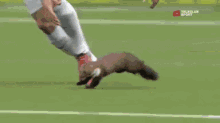 Goalkeeper Training GIF - Football Weasel Weasel Running GIFs