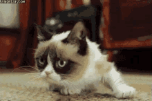 Oh Shoot GIF - Grumpy Cat Cat Shocked GIFs