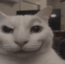 a close up of a white cat with a smile on its face