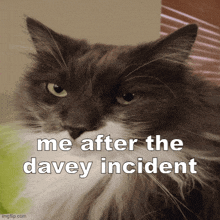 a cat with the words me after the davey incident on the bottom