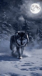 a wolf is walking through the snow at night under a full moon