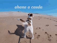 Treino De Cães Treino Canino GIF