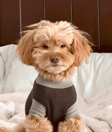 a small brown dog wearing a grey shirt is laying on a bed