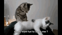 Massaging Cats GIF