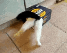 GIF