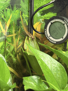 a frog is sitting next to a digital thermometer that says world of wonder