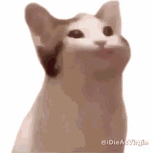 Cat Transparent Background GIFs | Tenor