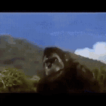 Godzilla King Kong GIF - Godzilla King Kong Monkey GIFs