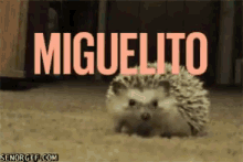 Hedgehog Monkey GIF - Hedgehog Monkey GIFs
