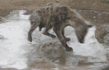 Hyena Spin GIF - Hyena Spin Spinning GIFs
