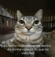 a cat with the words eu tenho mais conversas dentro da minha cabeça do que na vida real written below it