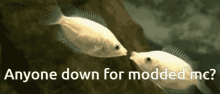 Modded Minecraft Fish GIF