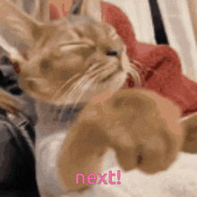 a close up of a cat with the word next written in pink