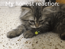Cat Meme My Honest Reaction GIF - Cat Meme Cat My Honest Reaction GIFs