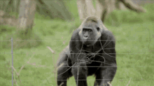 GIF
